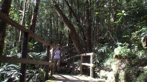 Female Traveler Walking in Tropical Rainforest Jungle Park