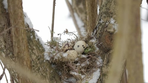 Un nido lleno de tres huevos de pájaro en las ramas de un árbol Invierno