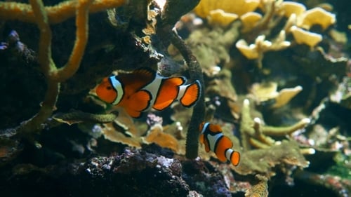 Ocellaris-Anemonenfisch im Tank