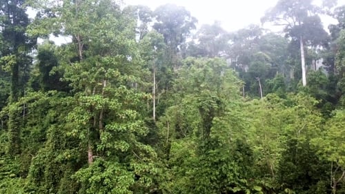 Luftbild tropischer Regenwald-Dipterokarp-Bäume