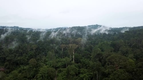 Aerial View of Misty Tropical Rainforest Landscape