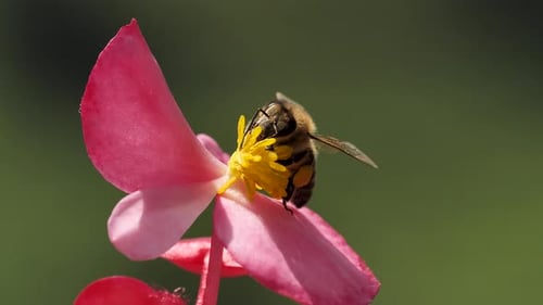 Abeja de miel