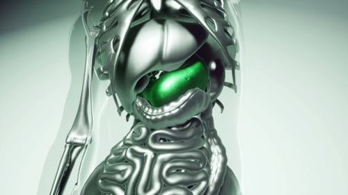 Modelo de estômago humano com todos os órgãos e ossos