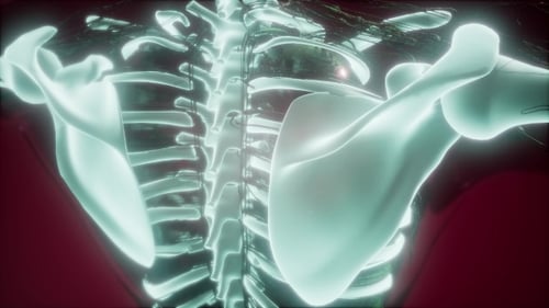 Futuristic 3D Human Spine and Ribcage Medical Scan