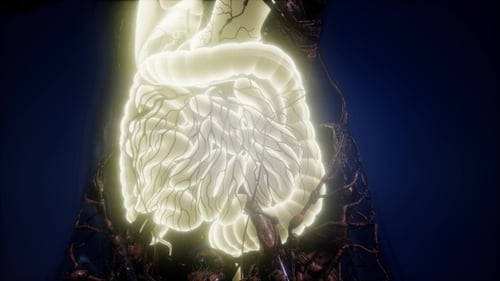 Glowing 3D Visualization of Human Digestive System Anatomy