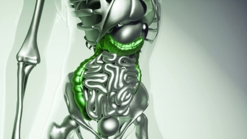 Human Colon Model with All Organs