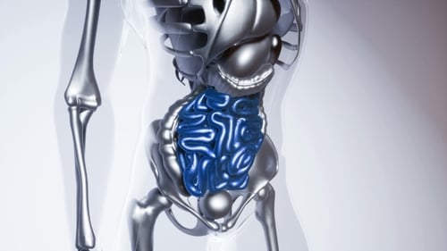 Human Intestine Model with All Organs and Bones