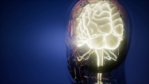 Anatomie des menschlichen Gehirns