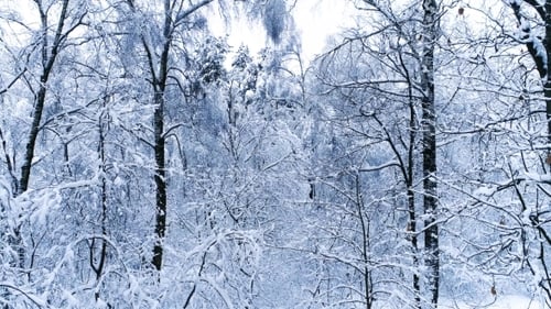 Snowy Branches in Forest. Winter Fairy Background