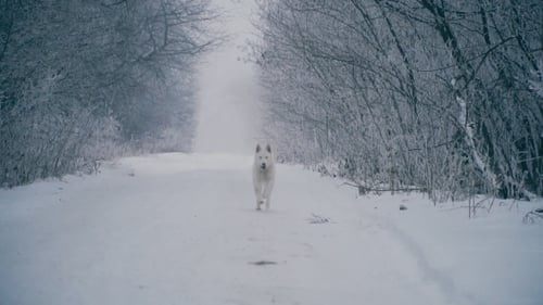 White Dog Running in Snowy Winter Landscape