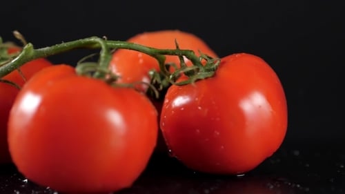 Fresh Red Tomatoes with Vine Close Up