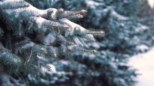 Sleep Falls in a Snow-covered Winter Park on Trees
