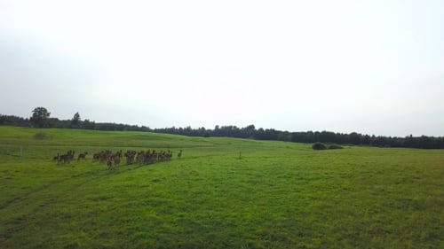 Deer Frolic on a Meadow on the Background of the Cloudless Sky