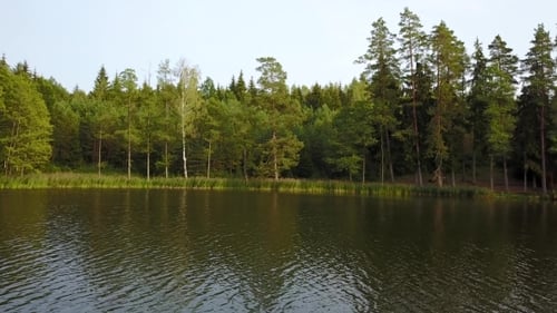 Trunks of the Trees Reflected in the Calm Water of the Lake