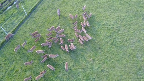 Aerial View of a Group of Baby Deer Deer