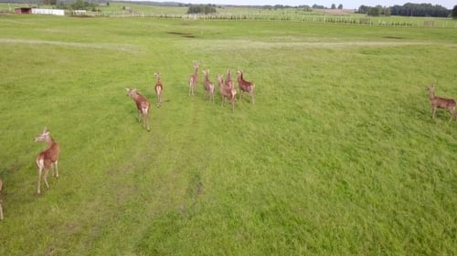 Aerial View of Deer Herd Running on Green Field
