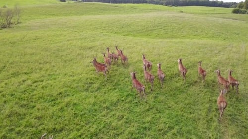 Deer Herd Grazing in a Green Field