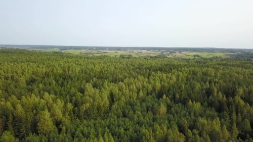 Waldlandschaft aus der Vogelperspektive