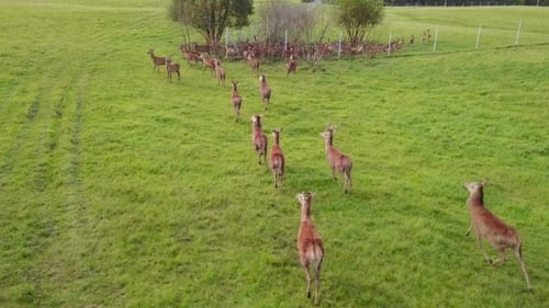 Herd of Deer on the Farm