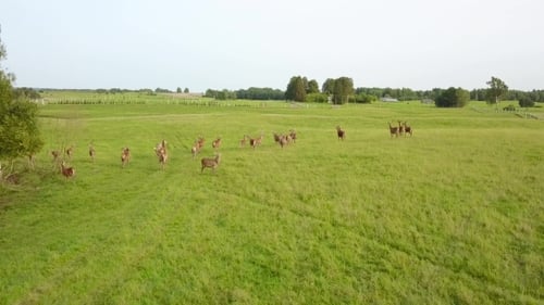 Strolling through the Meadow of the Deers in the Beautiful Weather
