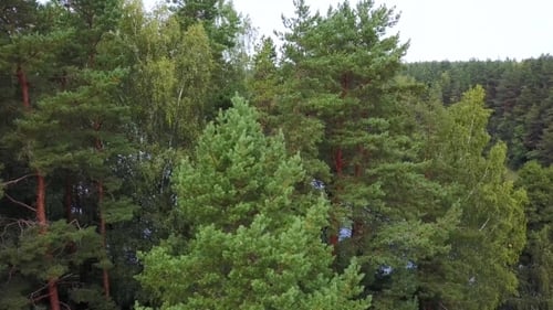 Through the Tops of the Trees Visible of the Lake