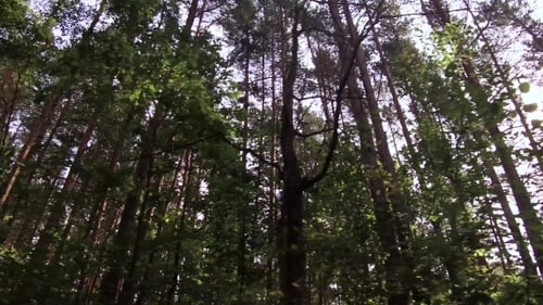 View From the Bottom Into the Tops of the Trees in the Forest