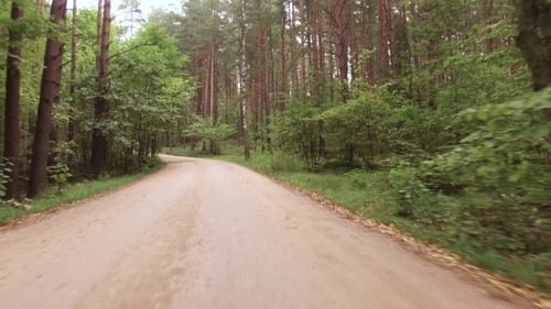 Car Rides on Paved Road through the Forest