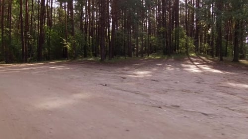 Walking on a Path through Beautiful Green Forest Deciduous Trees