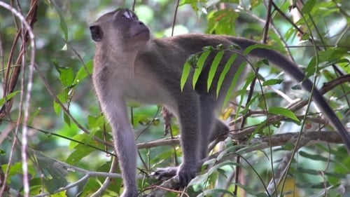Long Tailed Macaque on Tree Branch