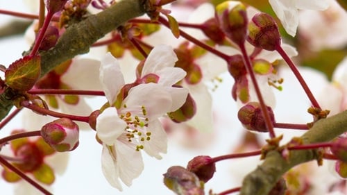 Manhã ensolarada de primavera em Cherry Garden
