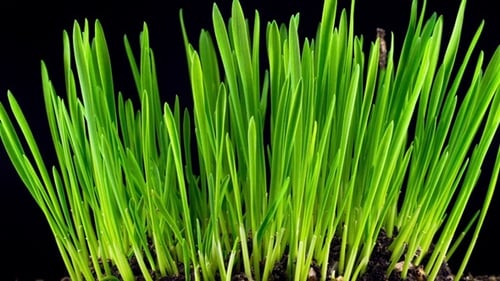 Growth of Fresh New Green Grass