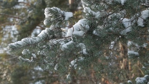 Äste mit Schnee auf ihnen bewegen sich im Wind.