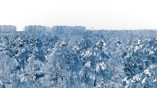 Snowy Branches in Forest Winter Fairy Background