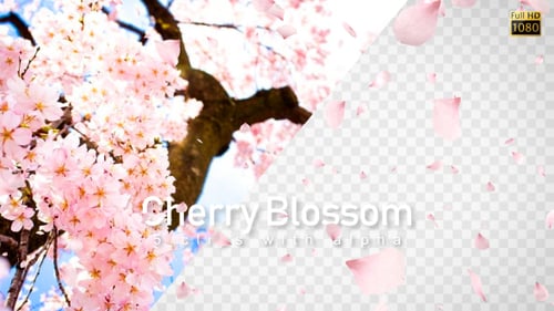 Sakura