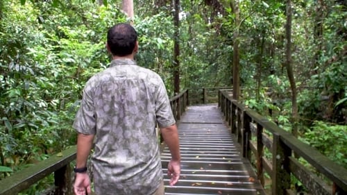 Male Tourist Walking Along Wooden Bridge in Jungle