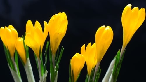 der Krokusblüte auf schwarzem und blauem Hintergrund