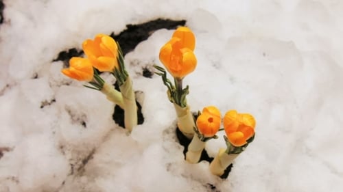 Orange Crocus Flowers Emerging from Melting Snow