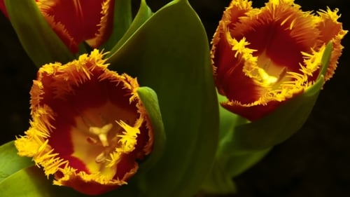 Red and Yellow Tulips Blooming Close Up
