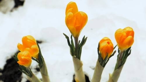 Bright Orange Crocus Flowers Blooming in Snow