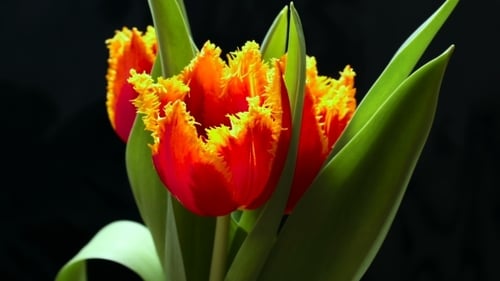 Close-Up of Fringed Tulips Against Black Background