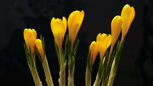 Krokusblume blüht auf schwarzem Hintergrund
