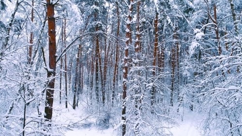 Snowy Branches in Forest Winter Fairy Background