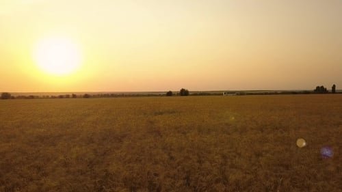 Vuelo sobre el campo de trigo
