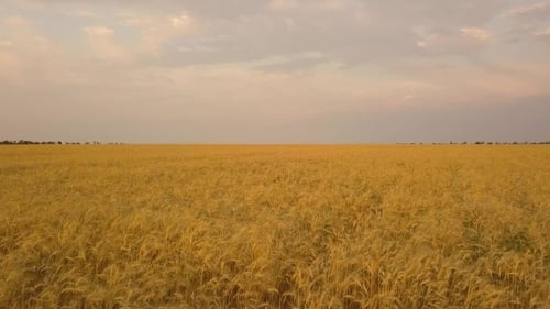 Flight Over the Wheat Field