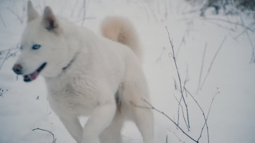 White Husky Runs Through Snowy Winter Forest