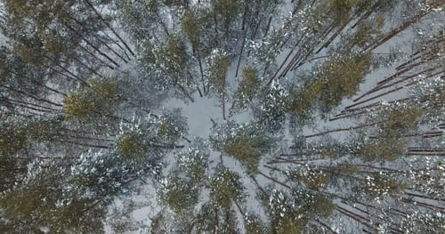 Flight Above Winter Forest