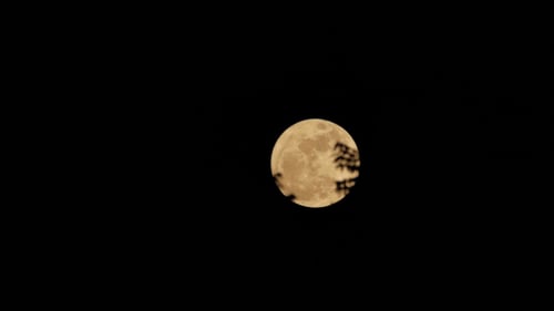 Bright Full Moon with Silhouetted Branches at Night