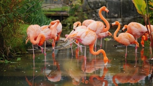 Elegant Pink Flamingos Standing in Pond Water
