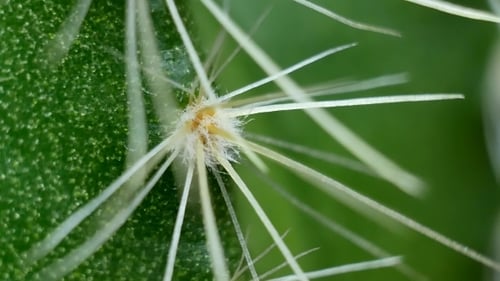 Green Cactus with Needles