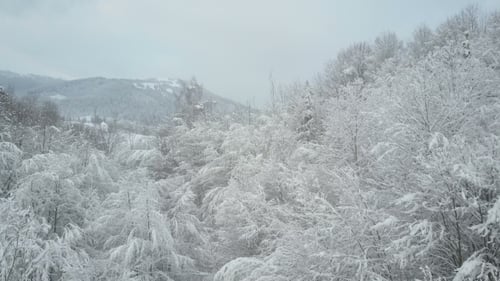 Winter Forest Covered with Snow. Winter Alpine Meadow - White Hills